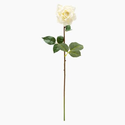 Rosa Crema 70 cm Mica
