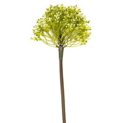 Allium Rosada 55cm Mica